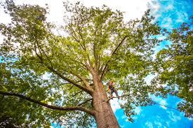 Lawn Maintenance Plans in Pembroke, VA