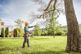 How Our Tree Care Process Works  in  Pembroke, VA