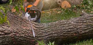 Best Grass Overseeding  in Pembroke, VA