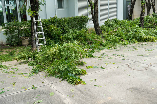 Best Stump Grinding and Removal  in Pembroke, VA