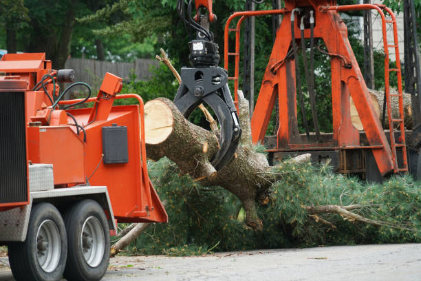 Best Tree Preservation Services  in Pembroke, VA