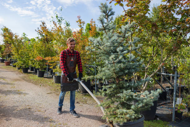 Best Emergency Tree Removal  in Pembroke, VA