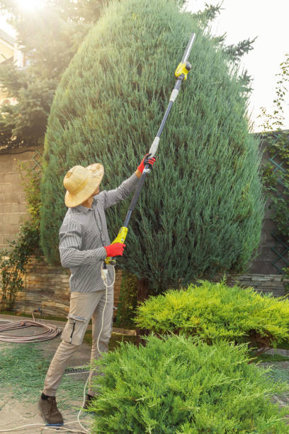 Best Tree Removal  in Pembroke, VA