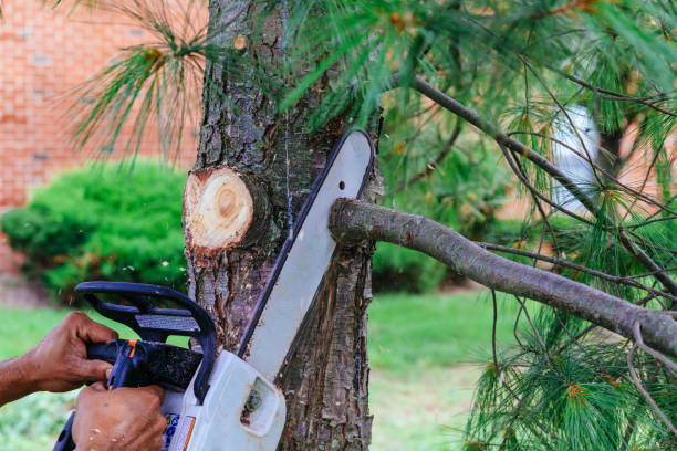 Best Pest Control for Lawns  in Pembroke, VA